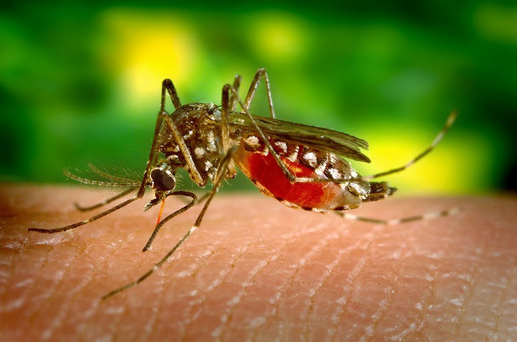 mosquito_yellow_fever_disease